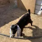 السلام عليكم اعرض عليكم جفره عارضيه