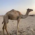 قعود جزر سن حق