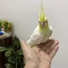 انثى كروان اليفه لاتينو