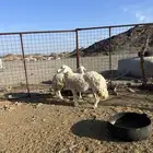 ضان حرش صنف