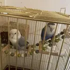 زوج روز اليف