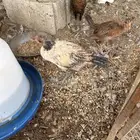 دجاج عمر تقريبا 4شهور ونص خمسه شهور