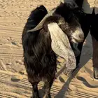 تيس عارضي للبيع