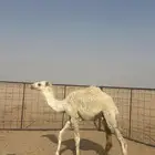 قعدان حشو طيبه بالحيل للبيع