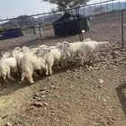 طليان حرية