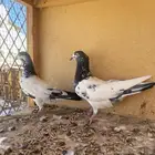 حمام للبيع ومستلزمات للحمام الموقع حقل