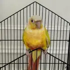 طائر صن شيك اليف