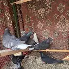 حمام قطايف
