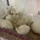 سمان تكساس اعمار شهر وعليها تم البيع