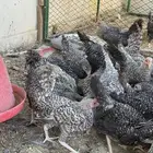 فيومي تركي