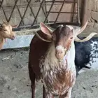 تيس فحل اوشح من صنف نادر