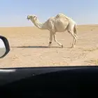 بعير اوضح
