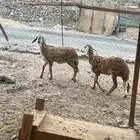 رخال سواكن صنف الصنف منوة المقني تيلاد درمانيه