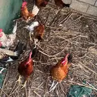 ديوك للبيع العدد12