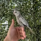 ذكر كروان هولندي فراشة اليف و يغرد على اليد