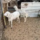 خرفان رفيدي طيبة جدآ