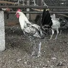 ديوك البيع