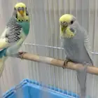 عصافير الحب للبيع