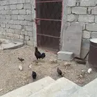 دجاجة بلدي مفرخه