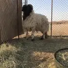 فحل