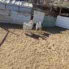 الشميسي طريق الخواجات قبل حوش الجابري