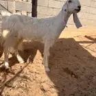 عنزين وتيس