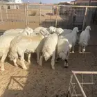 طليان ضحايا