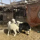 طليان