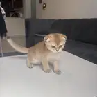 قطط كيتن سكوتش للبيع