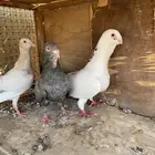 حمام شامي