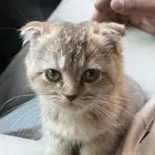 للبيع قط سكوتش لَطيف
