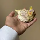 فرخ كروان لاتينو مجنون غر ( تم البيع )