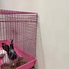 ارنب ذكر عمره خمس شهور للبيع مبلغ 100 او 50 ريال شامل القفص