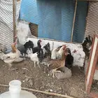 دجاج بشاير