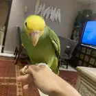 فرخ دبل يلو هيد ماجنا متكلم وهدد