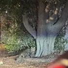 قط ضايع لقيناه في حي الشاطي بالقرب من هاف ميليون