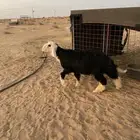 خروف فحل نجد