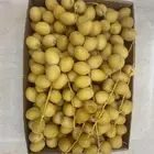 للبيع تمر برحي عضوي بدون كيماوي