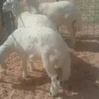 ذبايح للبيع حي المعليمن بريده
