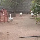 وز عراقي وبلدي