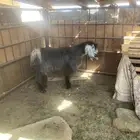 للبيع تيس ثني