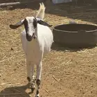 عنز بيشيه ثنيه