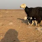 للبيع نعجه نجدية والد معها وخل عمرها 6ايام