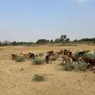 للبيع غنم دهم العدد 60 وضأن العدد 35