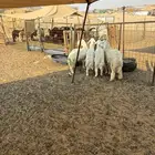 الشميسي طريق الخواجات