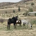 تيس فحل كفو