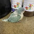 فرخ ببغاء كويكر ( تم البيع )