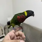 لوري سوانسون نهاية فطام ( تم البيع )