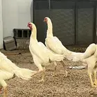 دجاج شاموا الماني الأمهات خوارج