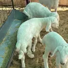 بهم دواغير يأكل العلف 3طليان ورخا